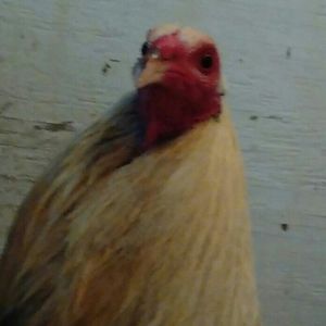 Meet your Posher, Ralph